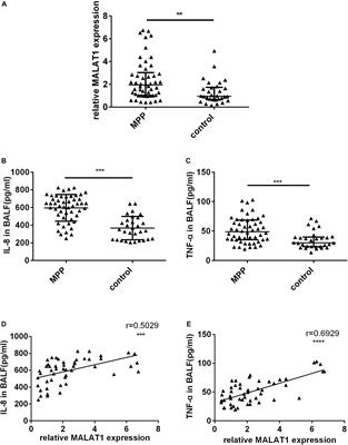 LncRNA MALAT1 Affects Mycoplasma pneumoniae Pneumonia via NF-κB Regulation